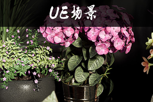 室内植物盆栽