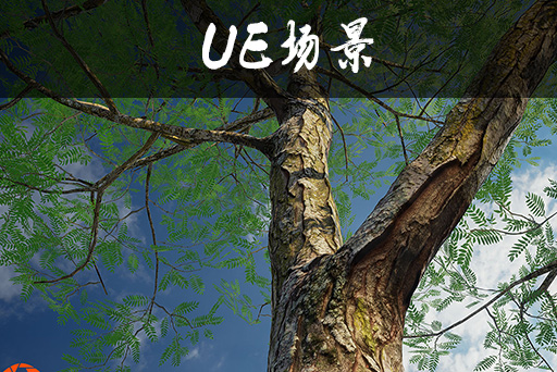 槐树