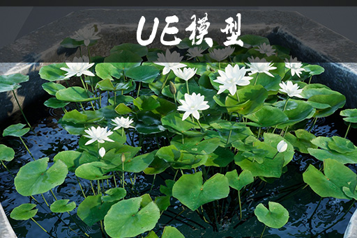 荷叶荷花资产包